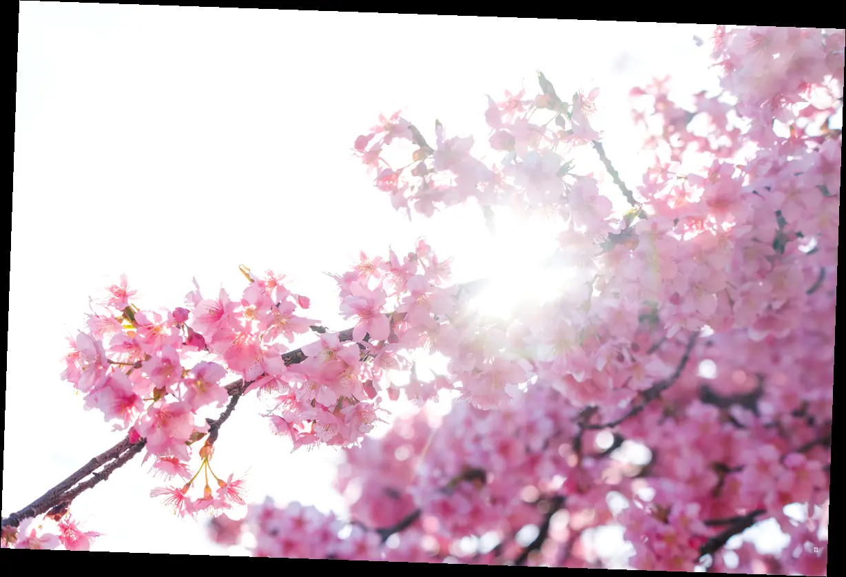 2025년, 경주 벚꽃은 언제 우리를 찾아올까? 🌸📅