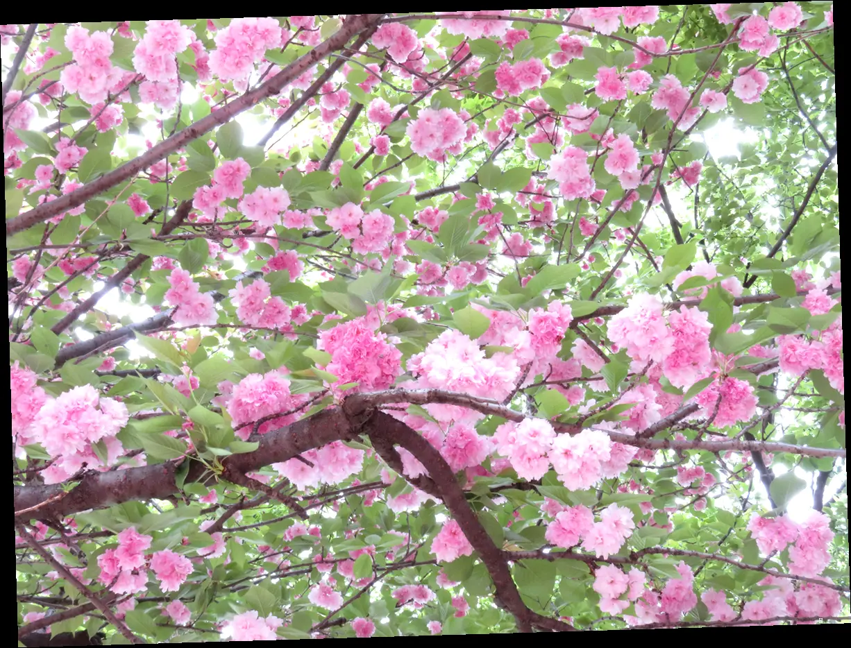 밤에 보면 더 예쁜 경주 벚꽃 명소! 야경 is 뭔들! 🌙✨