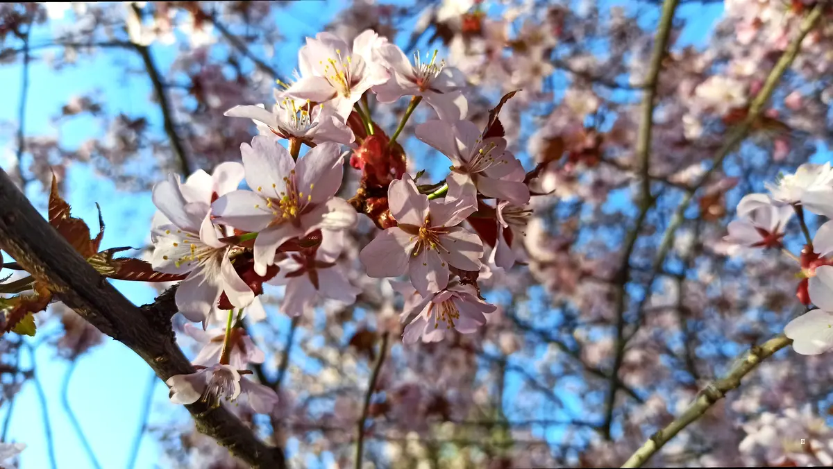 벚꽃 스팟 공략 2단계: 숨은 명소 & 꿀팁 대방출! 🌸