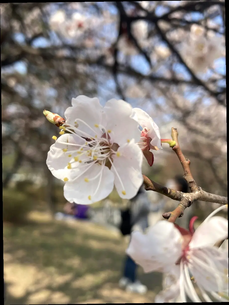 🌸 전국 벚꽃 명소 추천! 인생샷은 여기서 건지세요! 📸