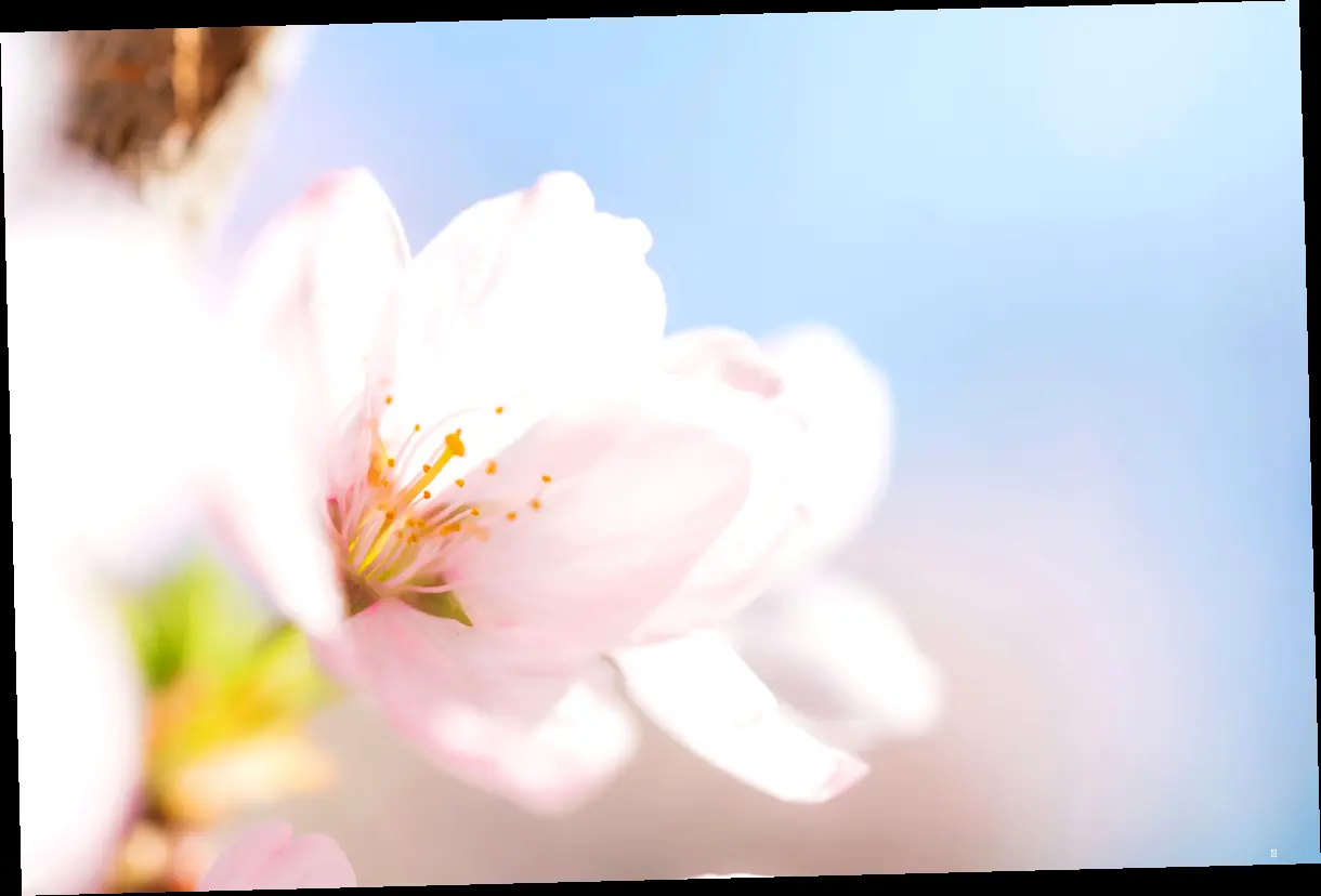 🎨 디자인으로 완성하는 벚꽃놀이 추억, 나만의 스타일 만들기 🌸