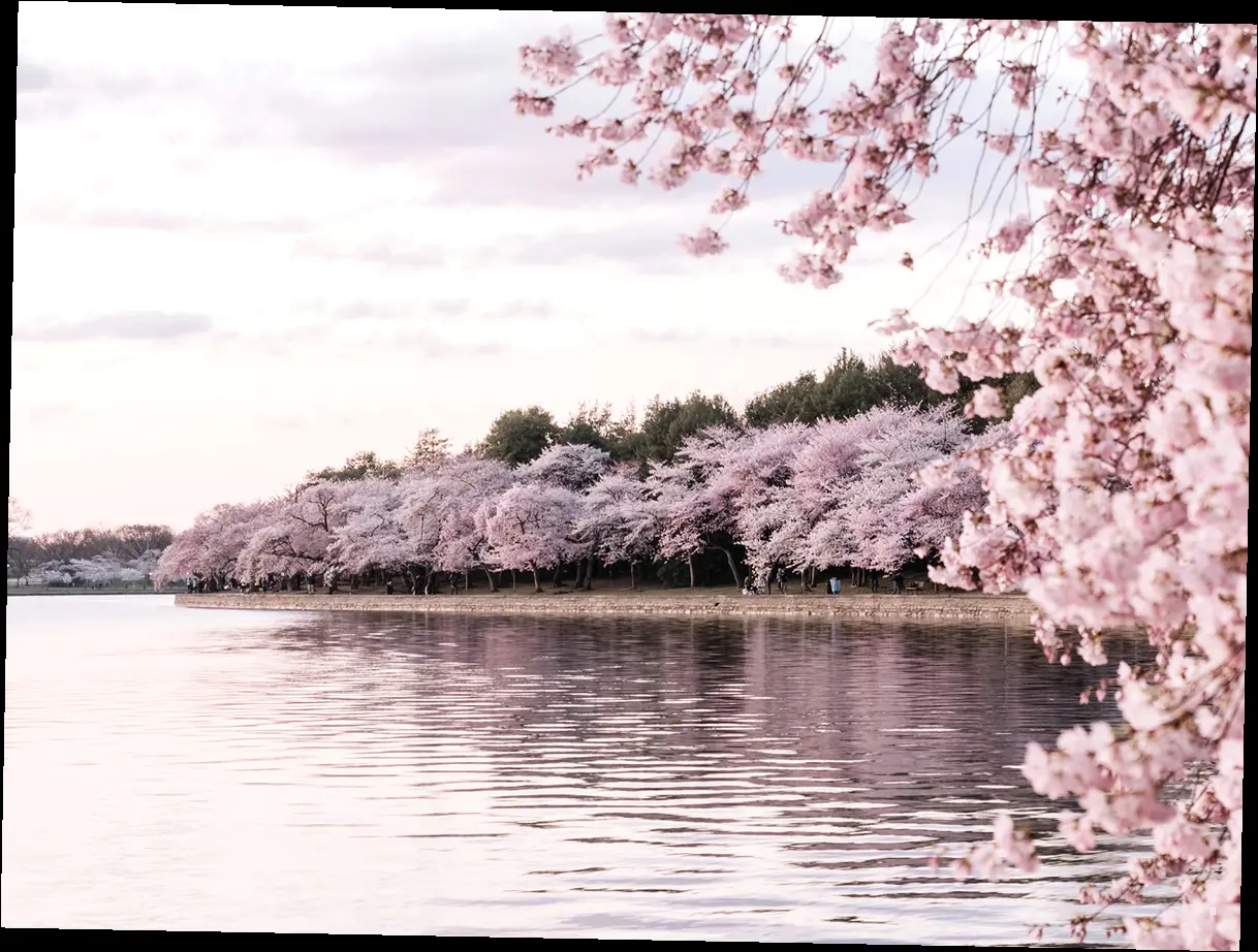 🌸 벚꽃, 더 깊이 알아볼까요?