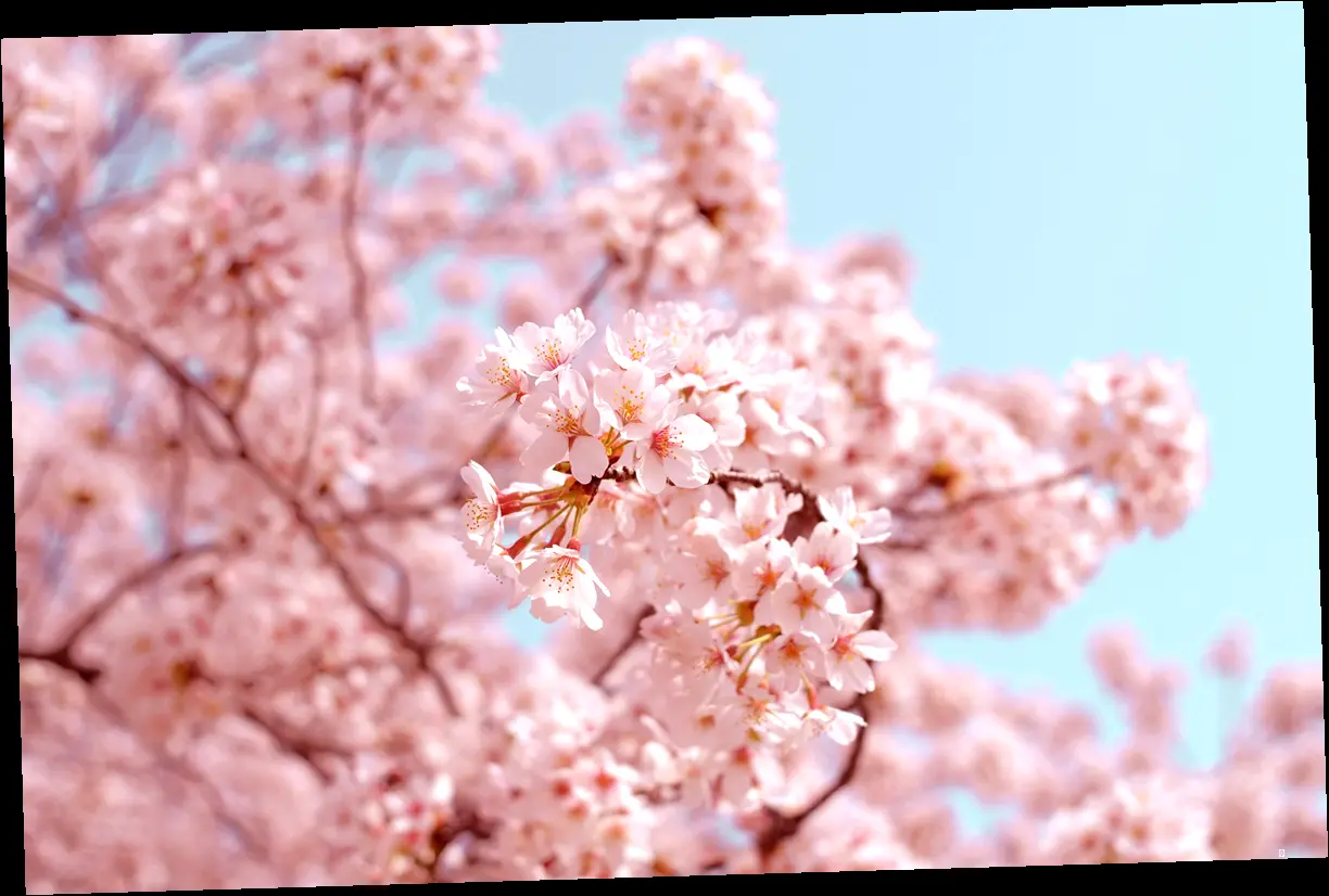 전국 벚꽃 개화 시기 한눈에 보기!
