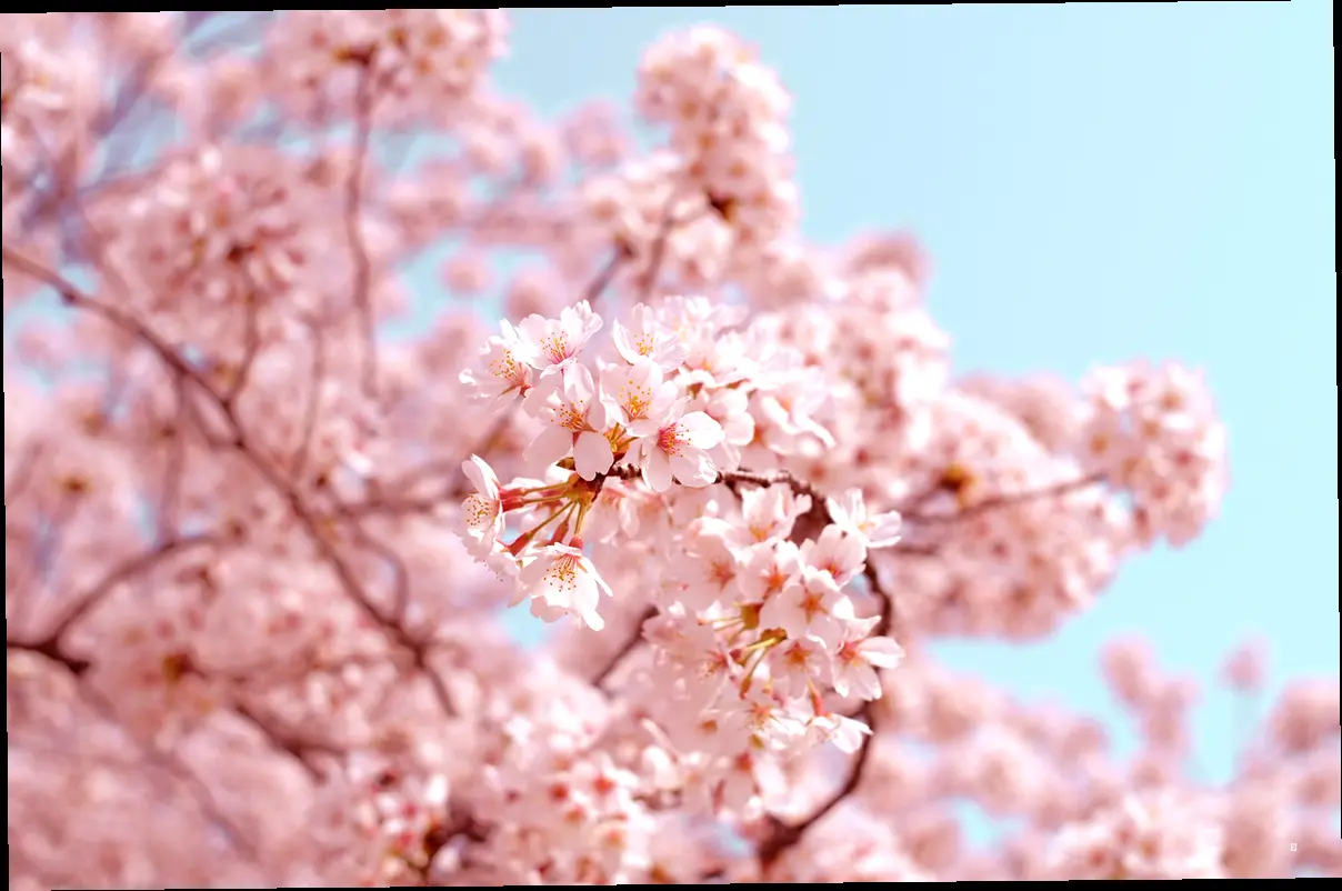 🌸 지역별 벚꽃 명소 & 축제 일정, 놓치지 마세요!