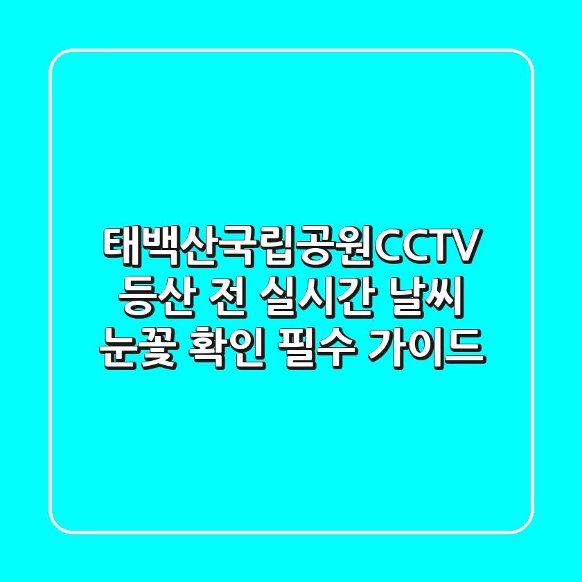 태백산국립공원CCTV: 등산 전 실시간 날씨, 눈꽃 확인 필수 가이드